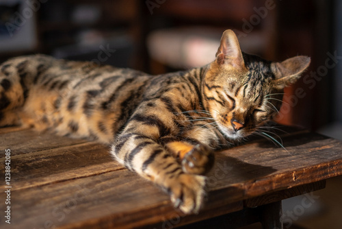 Wallpaper Mural 机で寝るベンガル猫 Torontodigital.ca