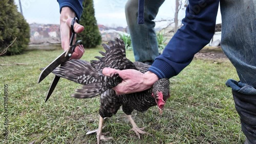 Man carefully trims chicken feathers to prevent flight photo