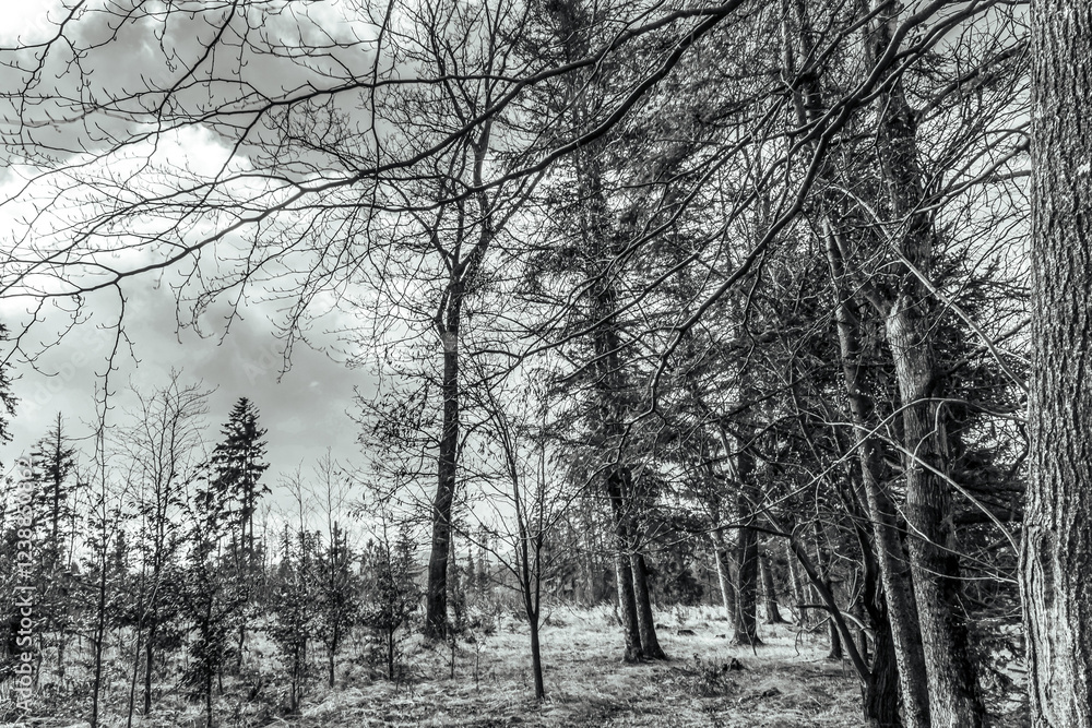 Fototapeta premium Landscapes - Forest - Europe, Romania, Suceava region
