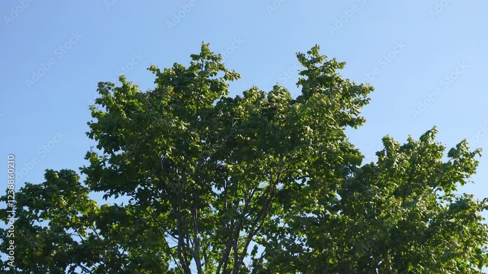 Big tree with green leaves blown by strong wind against a blue sky. Windy weather in summer park. Big tree with green leaves blown by strong wind against a blue sky. Windy weather in summer park.