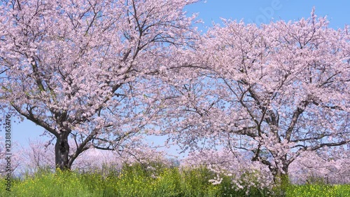 満開の桜並木と菜の花　春の風景