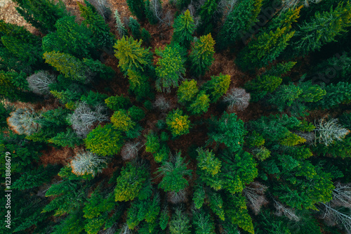 Aerial top view green forest and green trees in rural Altai, Drone photo nature background