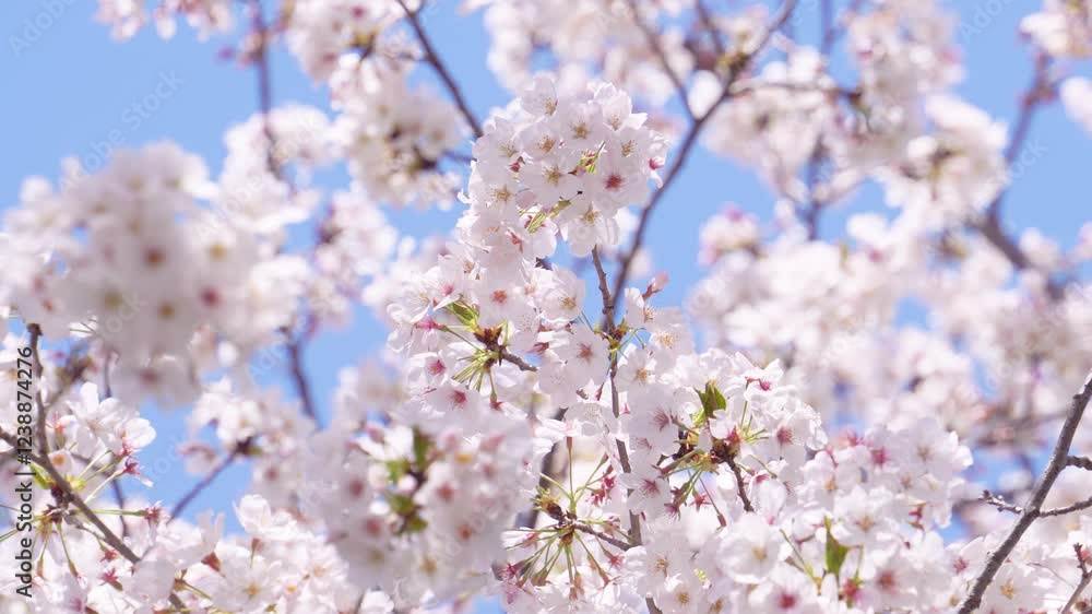 ゆっくりと風に揺れる満開の桜。柔らかな日差しと青い空。 Cherry blossoms in full bloom slowly swaying in the wind. Soft sunshine and blue sky. 