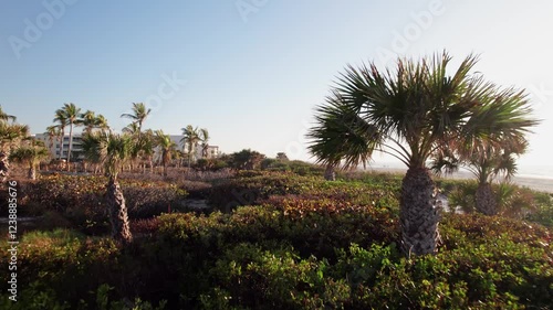 Wallpaper Mural Drone dolly move on Florida tropical palm tree trees in forested natural landscape along beachfront coastline and Ocean environment with sand, sun flares, leaves, and nearby waterfront under sunrise Torontodigital.ca