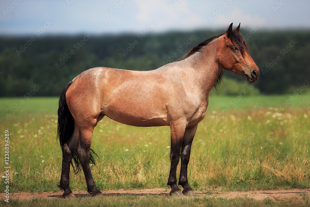 Horse summer Horse summer