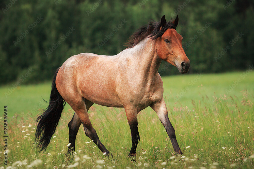 Horse summer Horse summer
