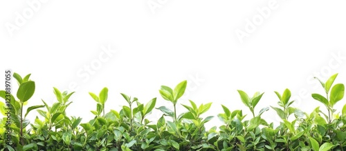 Wallpaper Mural Row of Green Leaves with White Background and Ample Copy Space Torontodigital.ca