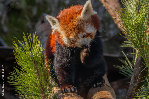 Standing on a wooden branch, a red panda licks its paw among coniferous branches. ( Ailurus fulgens )