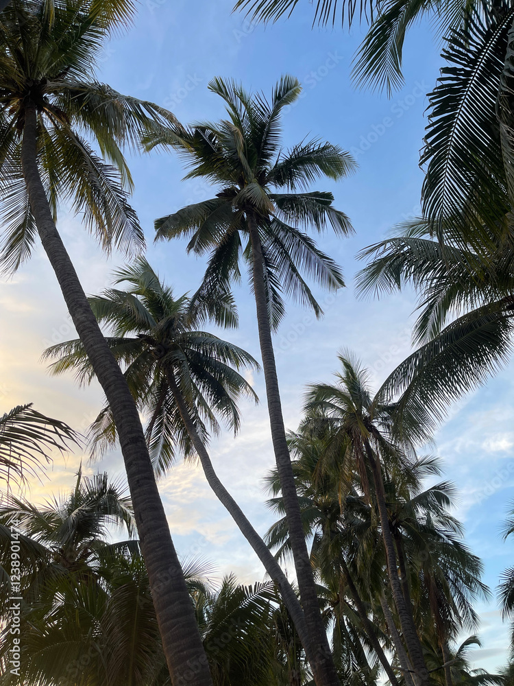 Fototapeta premium palm trees on the beach, bangsaen