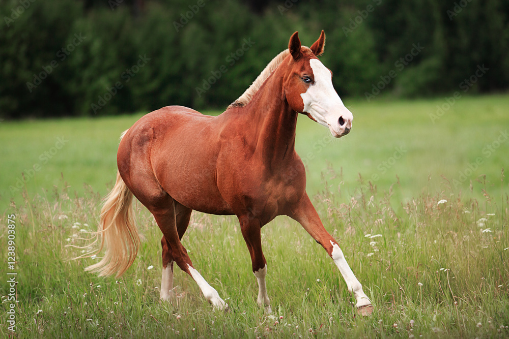 Horse summer