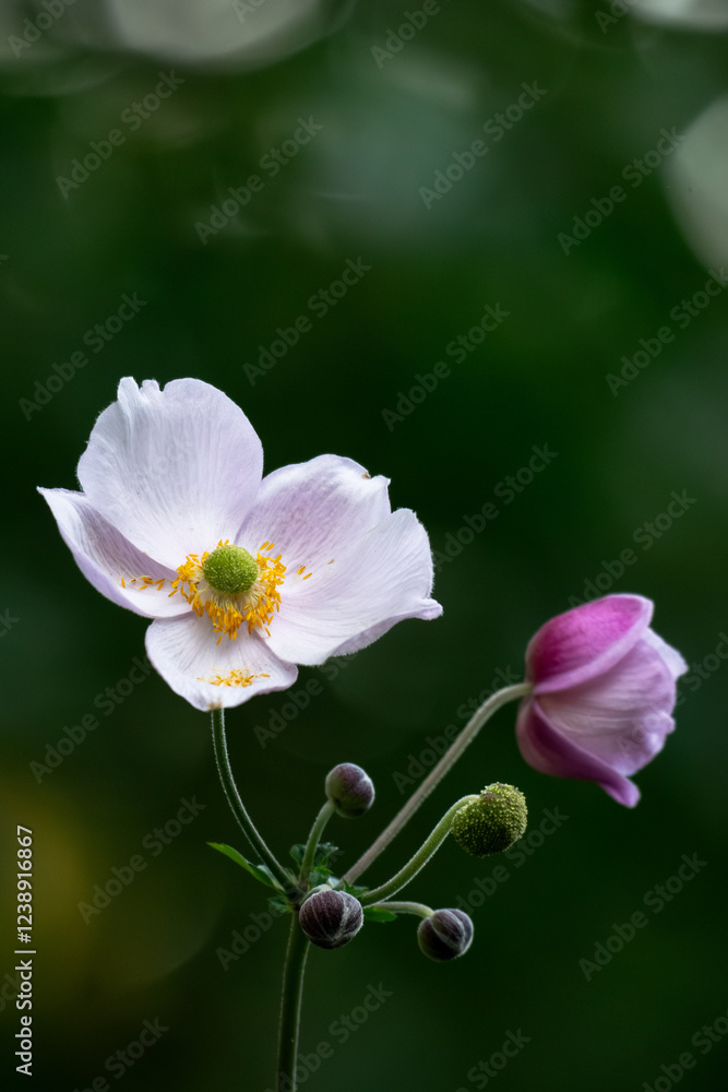 Obraz premium Pink anemone hupehensis