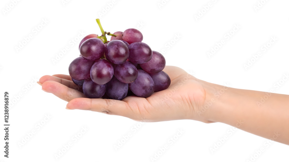 Fototapeta premium A hand holds a fresh bunch of ripe grapes
