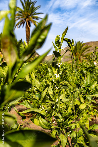 A lush green field of orange trees with a clear blue sky in the background