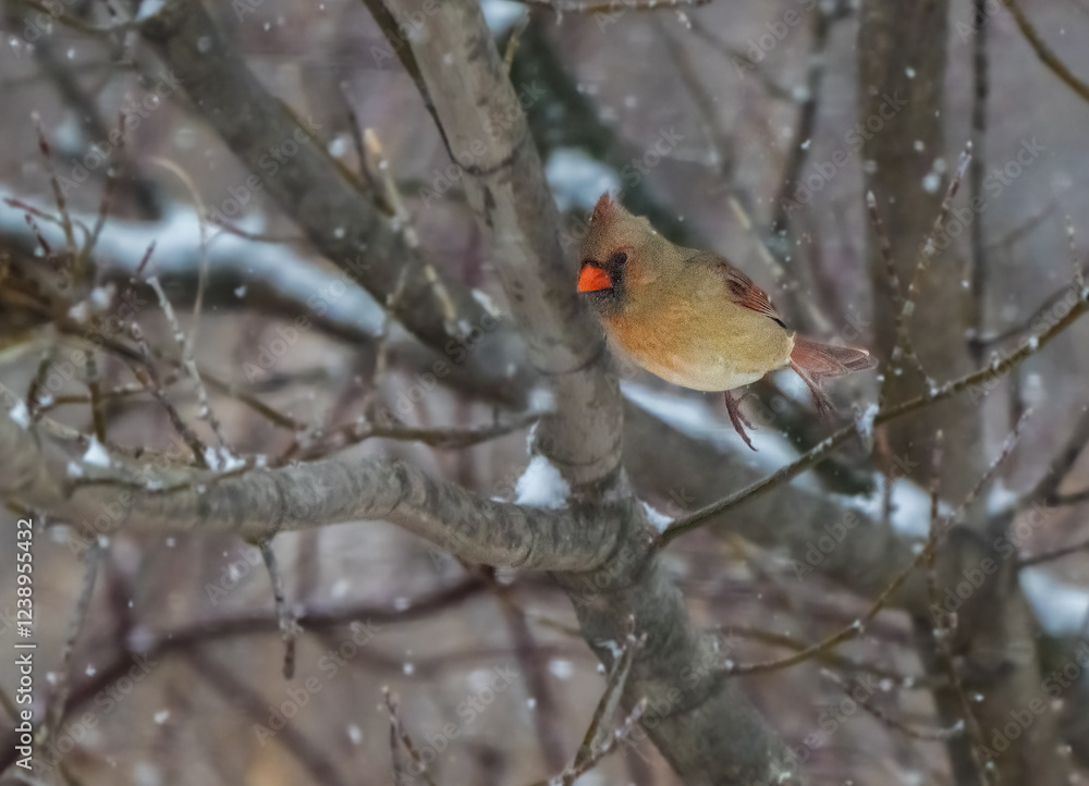 Female Northern Cardinals enjoying a snowy day. Female Northern Cardinals enjoying a snowy day.