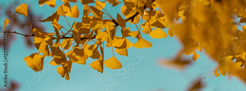 Golden Ginkgo Biloba Leaves Creating a Soft Autumnal Ambiance in Natural Light
