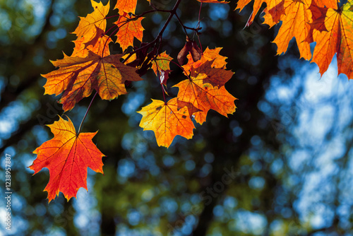 Yellow autumn leaves and black trunks against a blue sky.