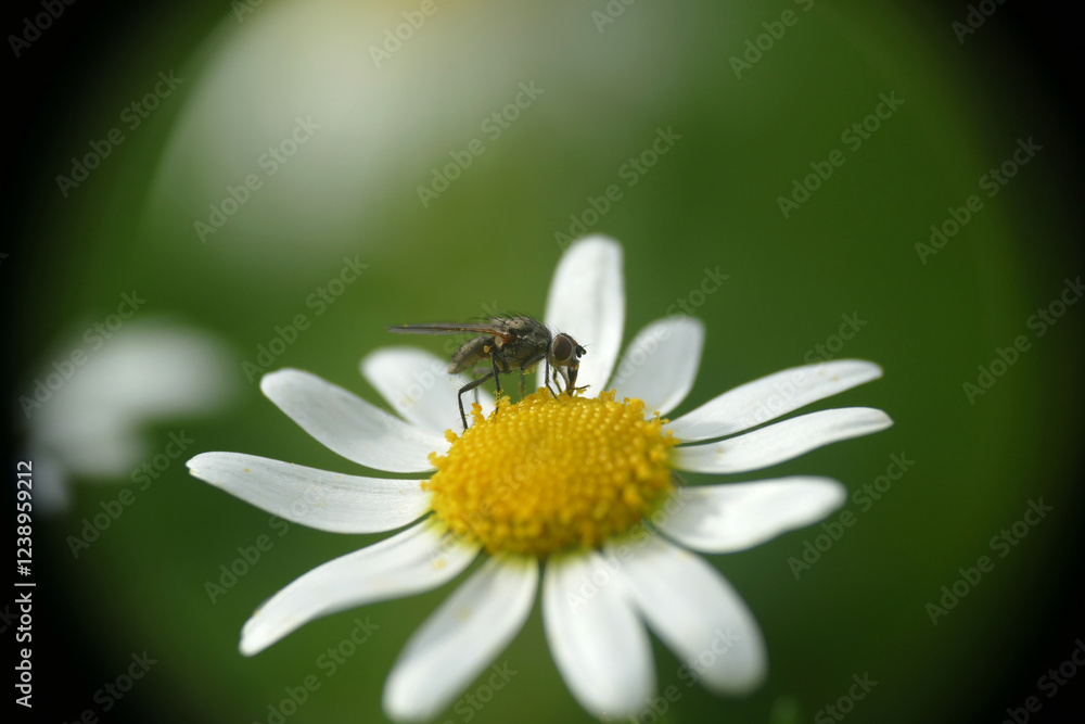 Fototapeta premium Margherite