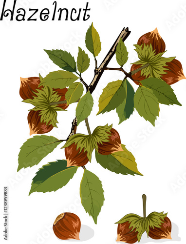 Vector illustration with hazelnut.Color vector illustration with hazelnut on a branch on a transparent background with text.