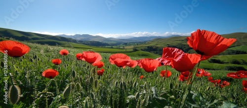 Vibrant red poppy flowers in a lush green field against a clear blue sky with mountains in the background Copy Space photo