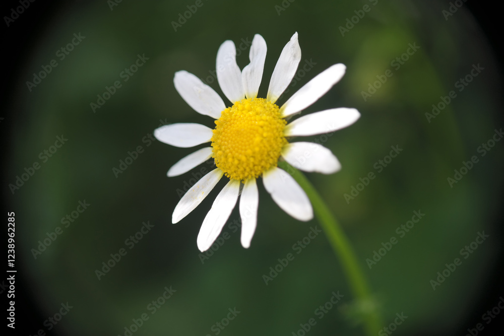 Obraz premium Margherite