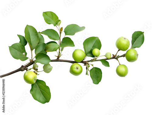 Wallpaper Mural Apple branch with green apples and leaves, isolated on transparent background, PNG, cut out Torontodigital.ca