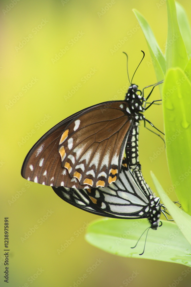 Obraz premium mating common mime butterflies 