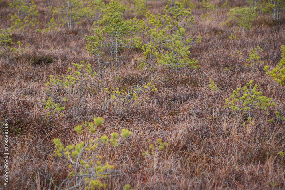 swamp wetlands landscape for gathering turf natural energie field swamp wetlands landscape for gathering turf natural energie field