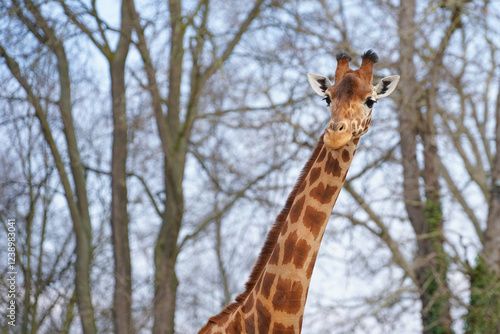 Photography Close-up of the head of a Kordofan Giraffe