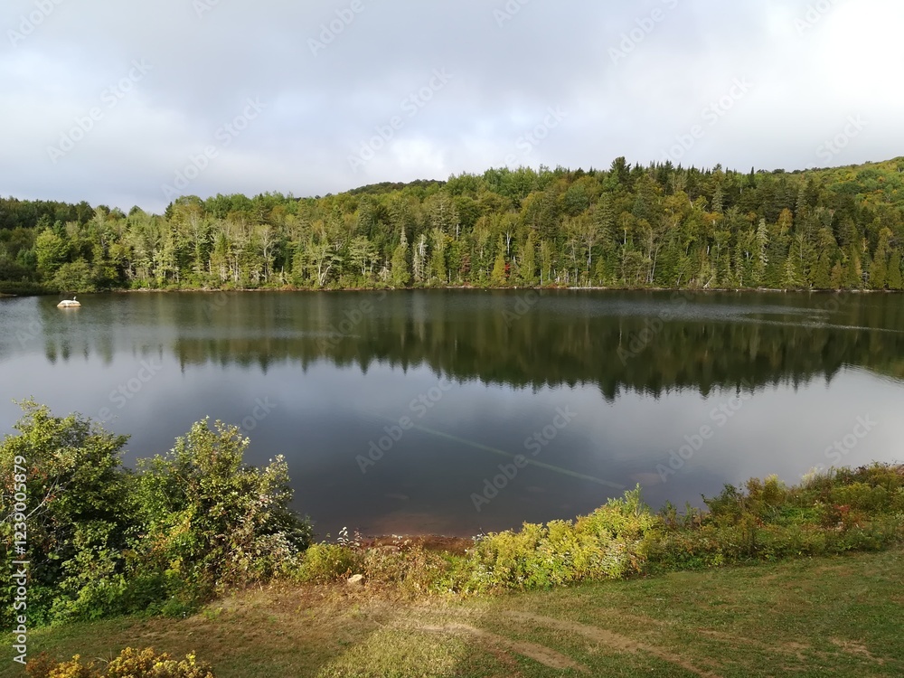 lake and forest lake and forest