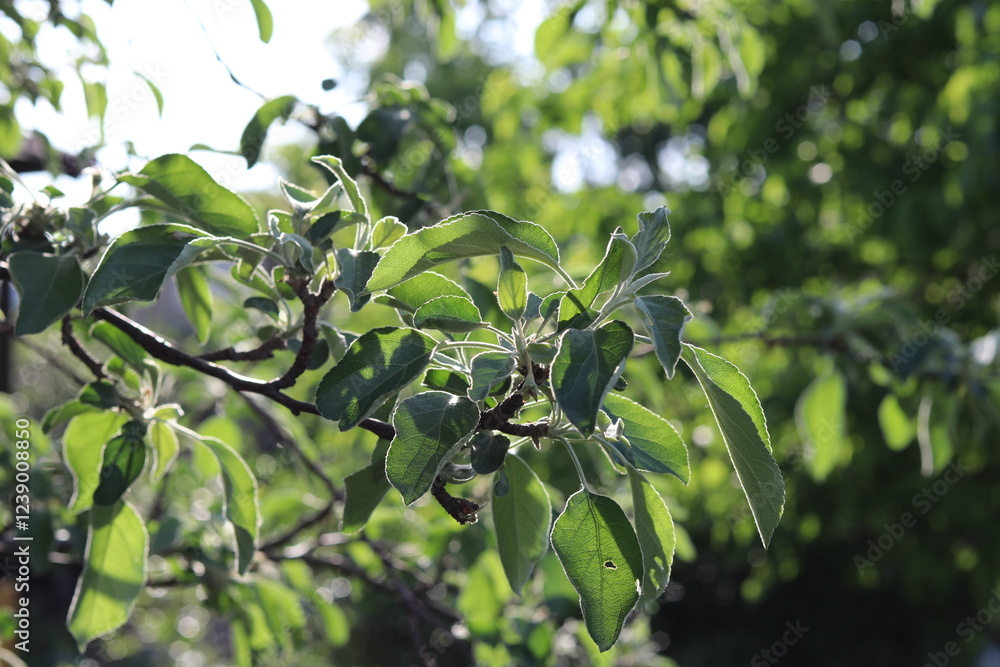 Fototapeta premium olives on tree