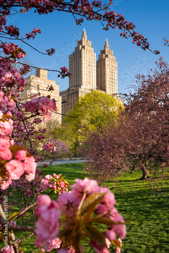 Photography Spring in Central Park: Cherry blossoms and a landmark Art Deco building in the Upper West Side's Central Park West Historic District