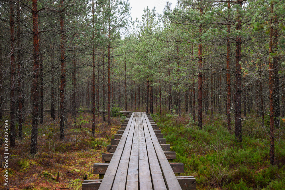Obraz premium wooden boardwalk in swamp tourist trail with trees, resting area and sun rays in colorful summer weather