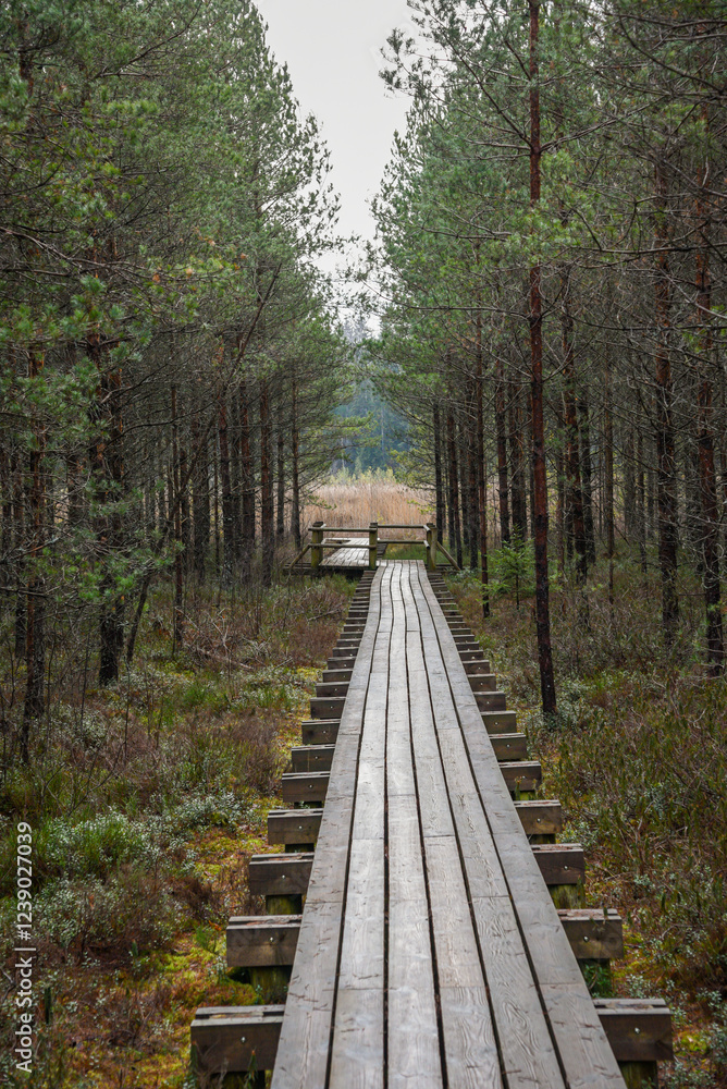Obraz premium wooden boardwalk in swamp tourist trail with trees, resting area and sun rays in colorful summer weather