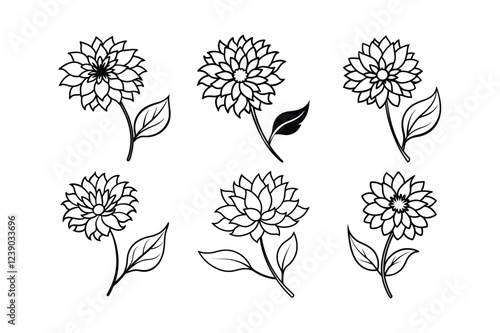 Aster (Aster spp.) flower line art vector illustration