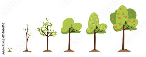 Tree growth cartoon vector illustration. Life stages of orange tree plant isolated on white background.