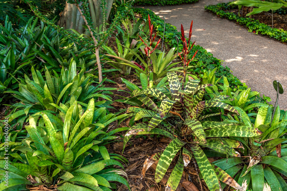 Obraz premium Vriesea splendens in Botanical Gardenin in Puerto de la Cruz on Tenerife