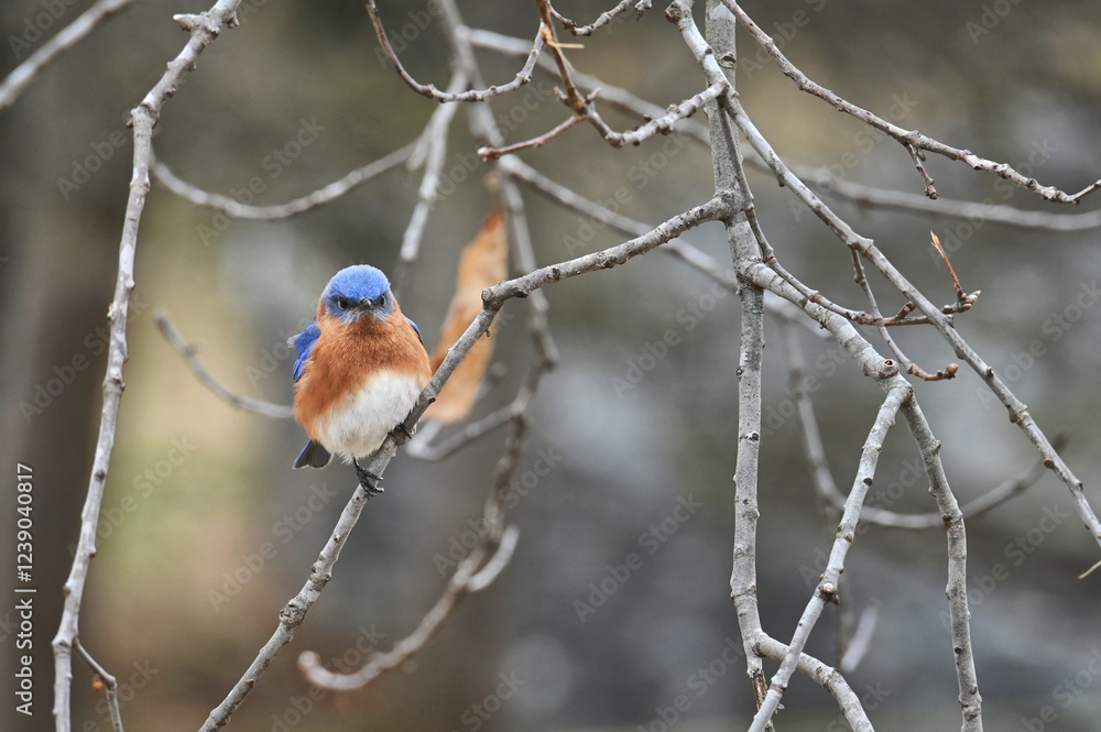 Fototapeta premium Eastern bluebird in a tree, bird wildlife nature background