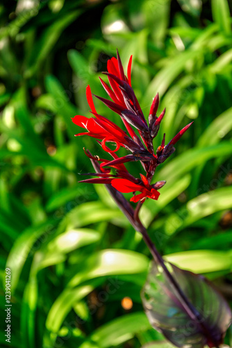 Canna Indica in Botanical Gardenin in Puerto de la Cruz on Tenerife