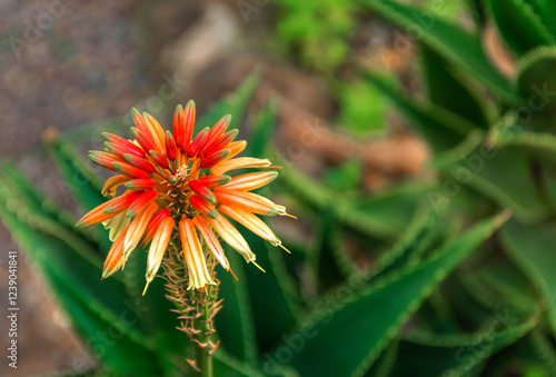 A flower of Aloe . Botanical Gardenin in Puerto de la Cruz on Tenerife photo