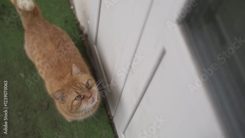A ginger cat stands by the door, begging to be let inside.