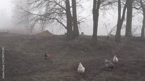 Rural animals, chickens walking along the street in a village. A passing car captures the scene from the driver's window.