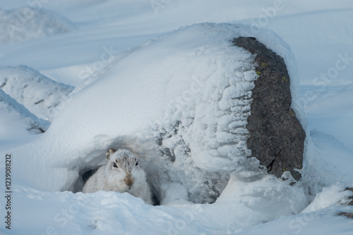 Fotografi Mountain hare (Lepus timidus) resting by a rock, Cairngorms, Scotland