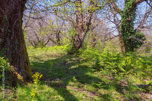 Springtime. Sweet chestnut trees grove  ( Castanea sativa ). Montenegro, Bar municipality photo