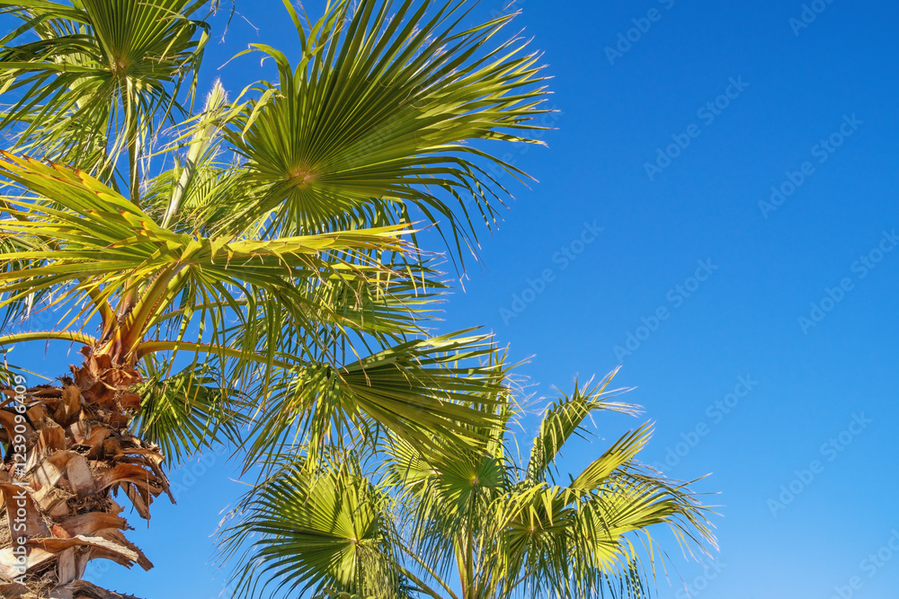 Green leaves of Fan palm tree ( Washingtonia filifera ) against blue sky on sunny day. Travel and vacation concept Green leaves of Fan palm tree ( Washingtonia filifera ) against blue sky on sunny day. Travel and vacation concept