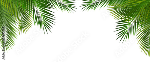 Palm Tree Branch And White Background