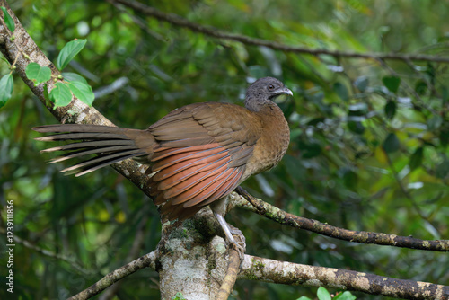 Grey-headed Chachalaca (Ortalis cinereiceps) perched on a branch, Costa Rica photo