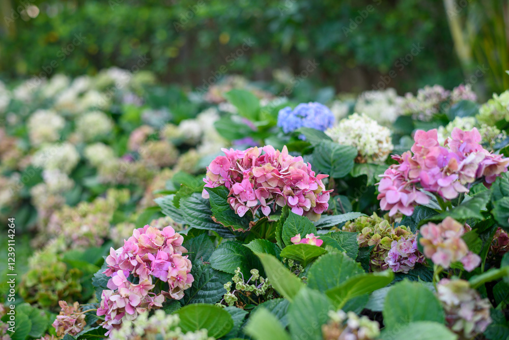 closeup of blooming hydrangea in the garden closeup of blooming hydrangea in the garden