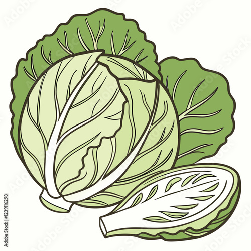 cabbage illustration