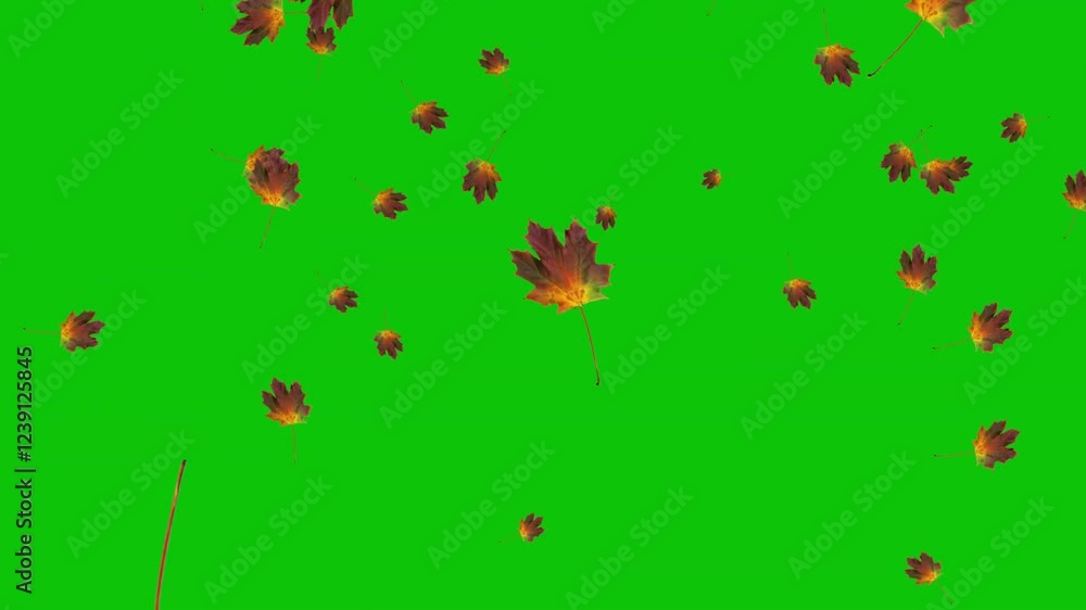 Autumn Leaves Falling On Green Screen 23 Autumn Leaves Falling On Green Screen 23