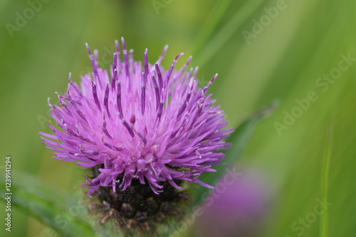 Natural closeup on a vibrant purple flowering Brown knapweed   Centaurea jacea